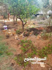  3 17 صوص براهما عمر شهرين او عشر ايام مطلوب بالصوص 15دينار