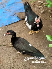  2 بط ذكور للبيع