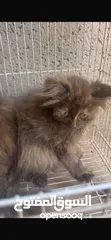  4 قطط صغار للبيع