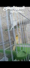  5 طيور كنار ( ذكرين) عمرهم ثلاثه شهور  + القفص مناسب جدا وا كبير + المالكل + المشارب