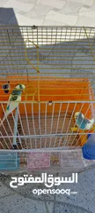  4 زوج من طيور الحب