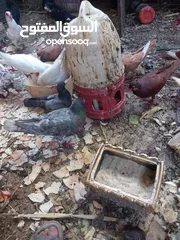  5 حمام مشكل 70 جوز