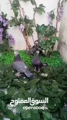  7 جواز حمام شغالات نخب للبيع