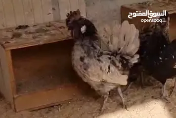  2 ديج للبيع عربي مدخن  لونه مميز سوم