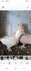  1 حمام قلاب عراقي