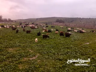  2 اضاحي للبيع جميع الاوزان نخب النخب