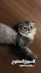  9 قطط سكوتش فولد  Scottish fold