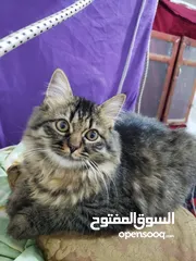  1 قطط ذكر وانثى العمر سبعه شهور