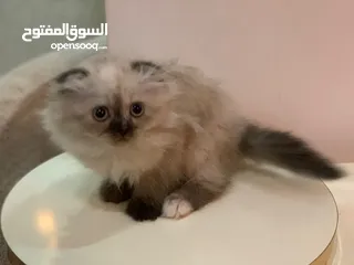  2 قطه هملايا بتجنن