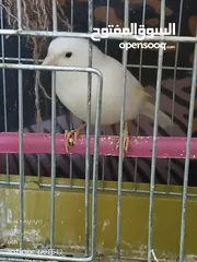  2 طيره كنار ابيض للبيع اقرا الوصف