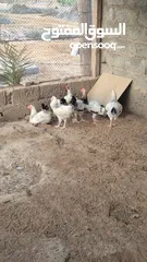  1 دجاج للبيع شوف الوصف.