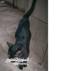  1 this is a beautiful black cat 5 month age only