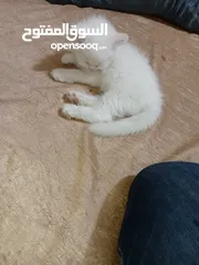  6 بسه شيرازيه للبيع عمرها تقريبا شهر