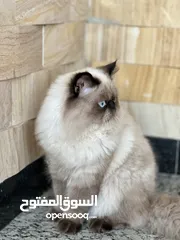  2 بريتش بيكي فيس