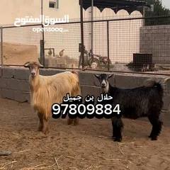  3 شاه مع بنتها وامها عشار