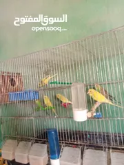  2 عصفير حب للبيع