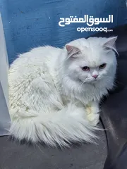  4 Persian cat