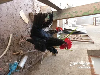  2 دجاج عربي مال بيت