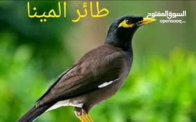  5 افراخ مينا للزق اليدوي