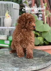  2 Toy Poodle - Tea Cup  ( puppy ) - Female