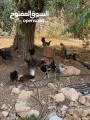  2 6 جاجات   وجاجه مع 8 صيصان