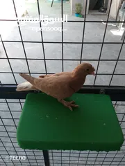  1 جوز مكاوي فراخ