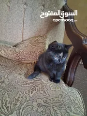  1 قططط من نوع سيامي ذكر و انثى