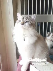  1 قط ذكر العمر 10 شهور هملايا شوكلت