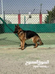  19 بــــــــسعر مغري سامويد وجيرمن