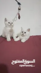  5 كتن بيور ذكر وانثى عمر شهرين