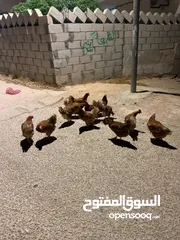  2 12 جاجه هنديه للبيع جاجات نخب للبيع