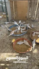  3 Dove bird pigeon دوف مكس للمهتمين للتربية منتج