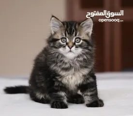 1 Siberian kittens for free adoption
