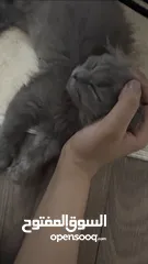  4 قط سكوتش صغير