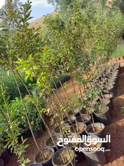  19 جميع أصناف الفواكة والحمضيات والزيتون ( بلدي ومستورد )
