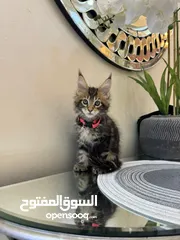  1 ماين كون بيور