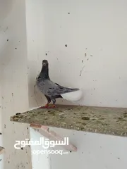  2 بسم الله ما شاءالله حبات نخب طواير وفحول ومخليف
