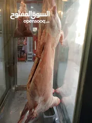 1 خروف  للبيع