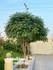  3 اشجار بيتيه