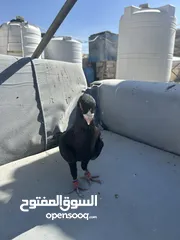  13 مسود اسود للبيع