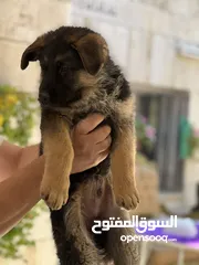  3 جراو للبيع