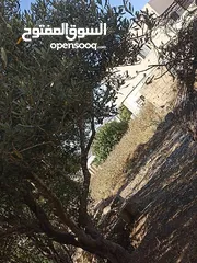  4 بيت مستقل مع ارض دنم   للبيع
