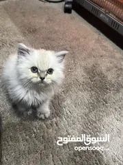  1 انثى اسكوتش ستريت للبيع في الخليل