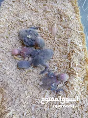  27 يتوفر لدينا مجموعه انواع طيور اليفه  دره اليف  لوري اليف  كوكتيل اليف  روز اليف  حب اليف