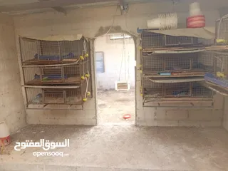  4 بياضات دجاج ومعالف ومشارب  واقفاص طابقين  للفري وطباق  بيض فري للفقاسات ايطالي للبيع بحاله ممتازه