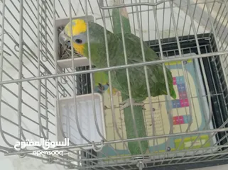  8 ببغاء امزوني حبه جانبو متكلم اليف ريش كامل.للبيع قابل البدل على طيور