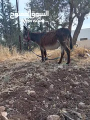  1 حمارة للبيع