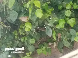  1 ارض  للبيع