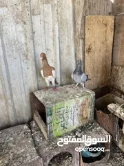  7 7 حبات طيور حمام  وفراخ زواجل للبدل على كنارات او بيع بسعر حررررررق