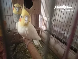  6 كوكتيل اليف